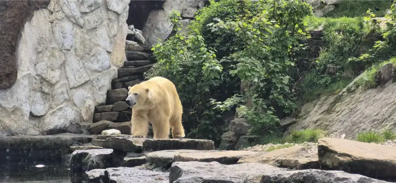 Pairi Daiza Pairi Daiza